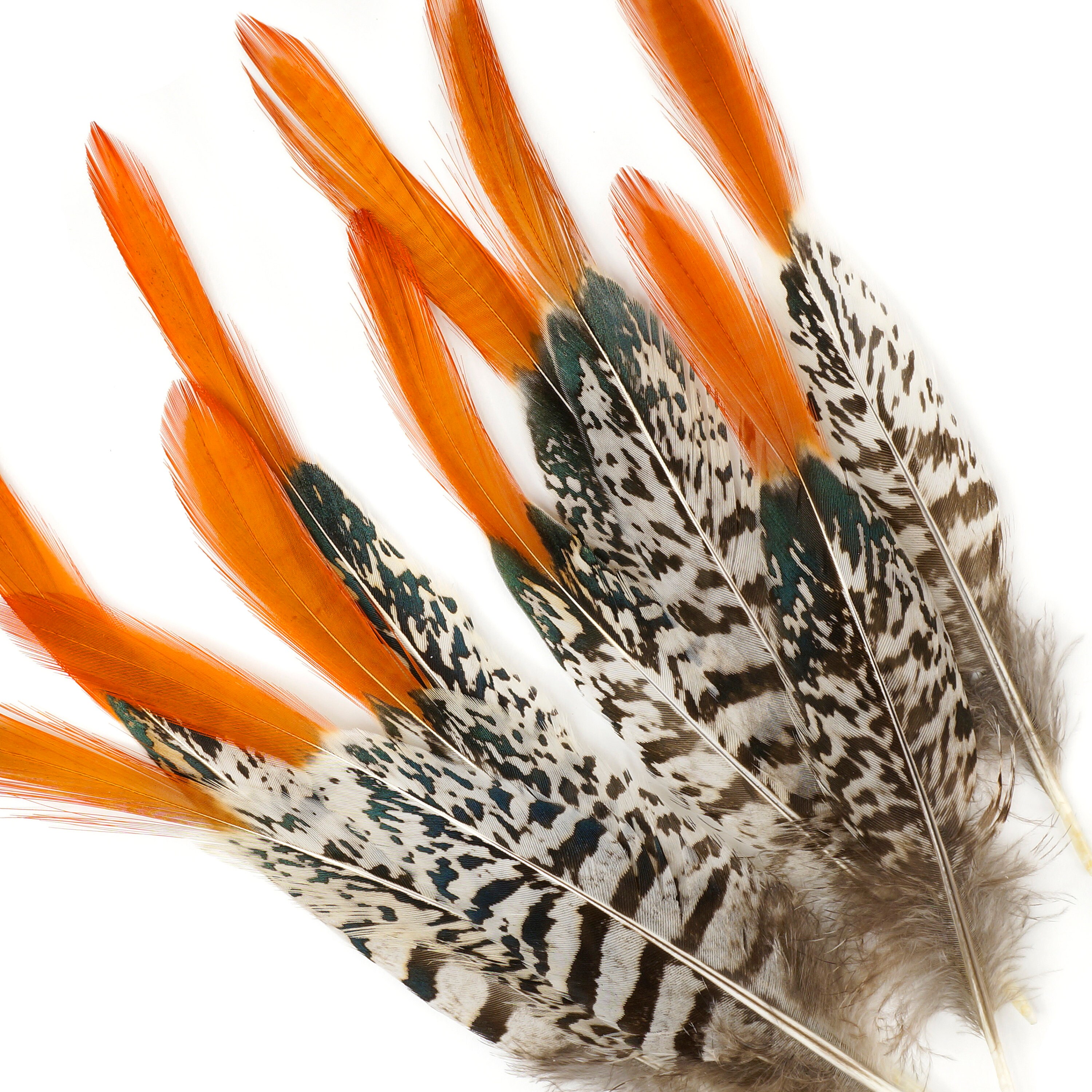 Lady Amherst Pheasant Feathers, 68 Natural Pheasant Orange Top, Loose