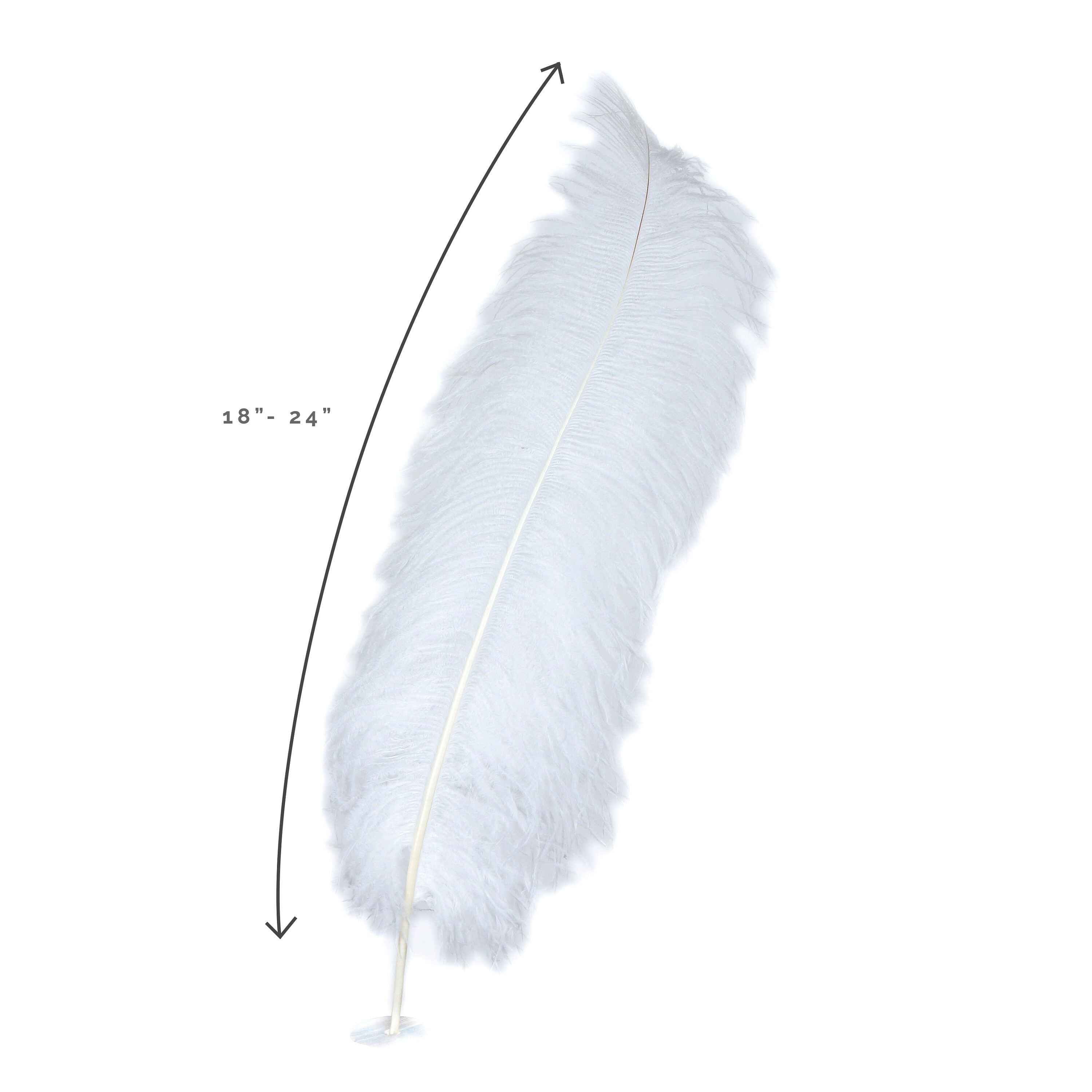 Large Ostrich Feathers - 18-24 Spads - White