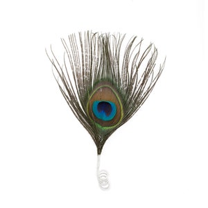 Small Decorative Natural Peacock Feather Accent for Millinery, Boutonniere and Corsage, Jewelry Design, Decor, Arts and Craft Supply ZUCKER®