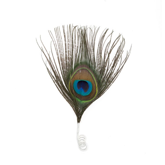 Hãy đắm mình trong vẻ đẹp tự nhiên và đầy màu sắc của Accent Peacock Feather thông qua các hình ảnh đẹp và tuyệt vời này. Điều này sẽ khiến bạn cảm thấy thư giãn và rất thích thú với sự đa dạng của tự nhiên.