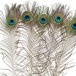 25pc/pkg 25-35 Natural Peacock Feathers Peacock Tail Feathers with Large Iridescent s ZUCKER® image 5