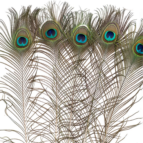 25pc/pkg 25-35 Natural Peacock Feathers Peacock Tail Feathers With Large  Iridescent S ZUCKER® 