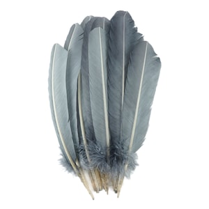 Plumas Turquía salvaje, natural Barred Quills 8-12” teñido candente por Sombrerería, colectores ideales, artes manuales, Decoraciones