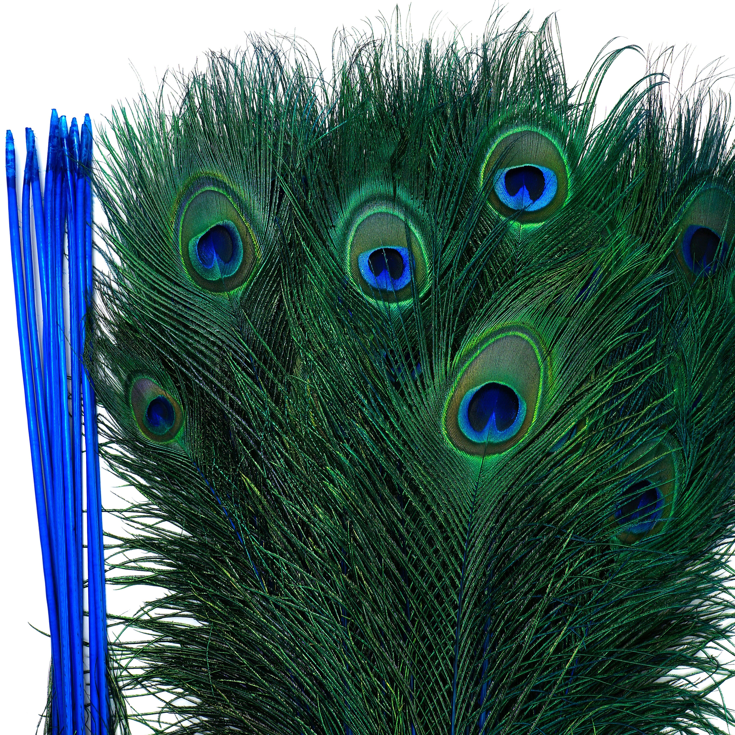 Dyed Peacock Feathers 8 15 Inches Long Stemdyed Over Natural Peacock 5 To 100 Feathers Available