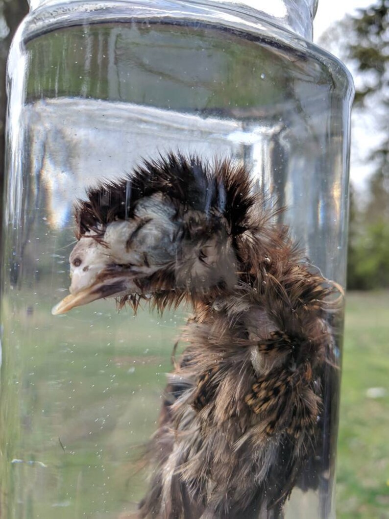 Deformed ChickScissor Beakpathology Etsy