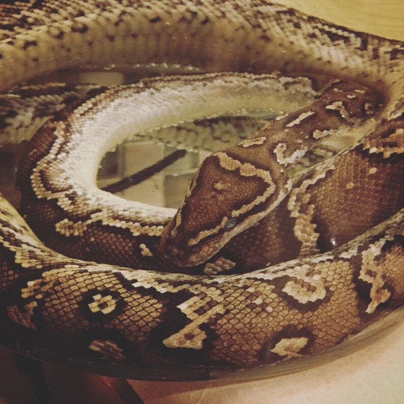 Angolan Python-Wet Specimen snake 5ft | Etsy