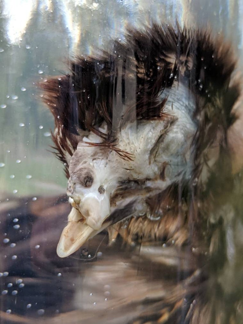 Deformed ChickScissor Beakpathology Etsy