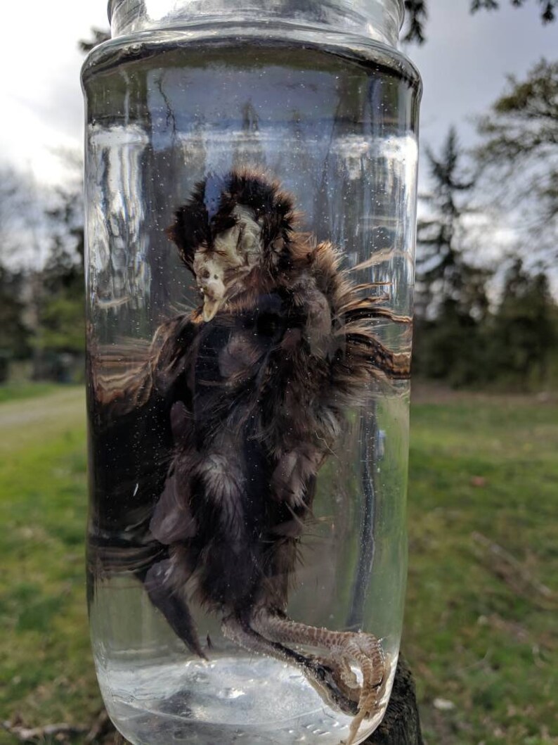 Deformed ChickScissor Beakpathology Etsy