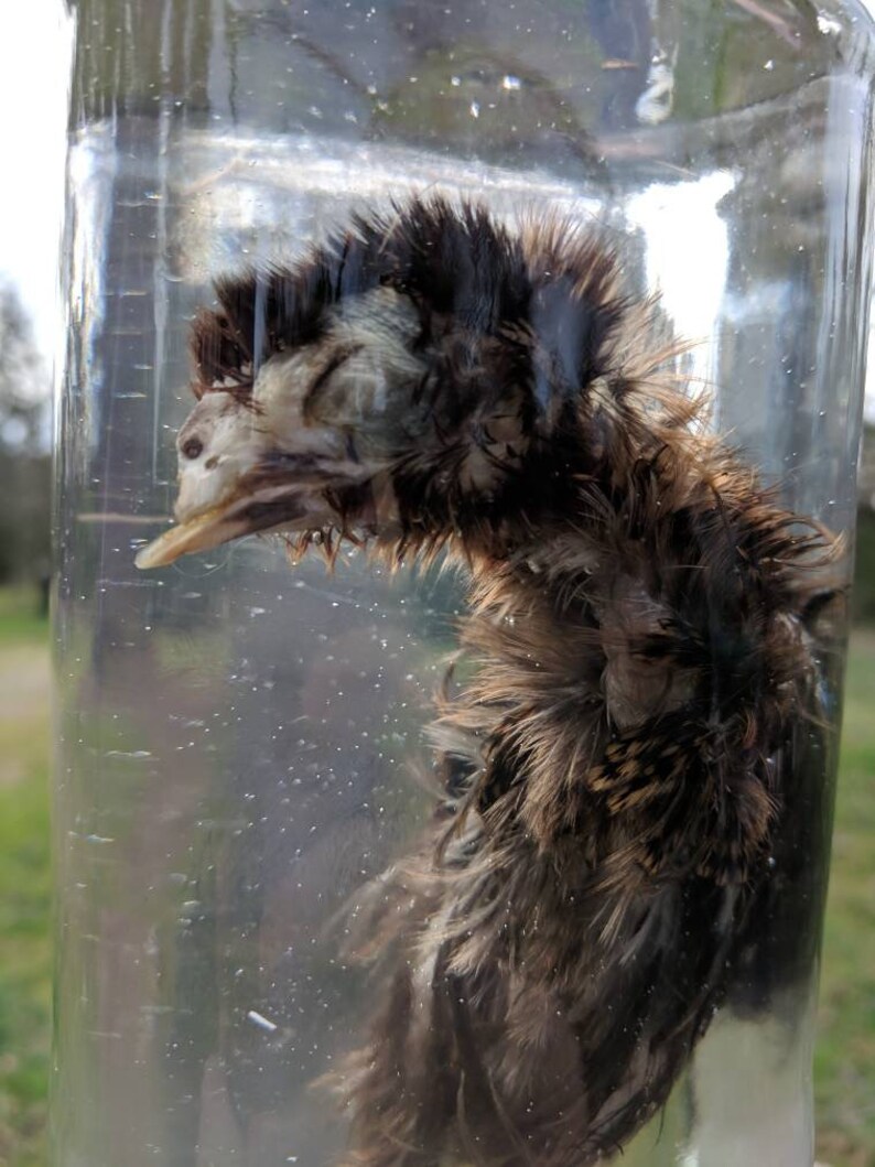 Deformed ChickScissor Beakpathology Etsy