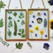 Handmade Pressed flowers Glass Frame, Wall art, Gift, boho chic interior, Herbarium Frame, nursery decor, gifts for mum