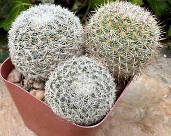 Mammillaria cactus vetplanten
