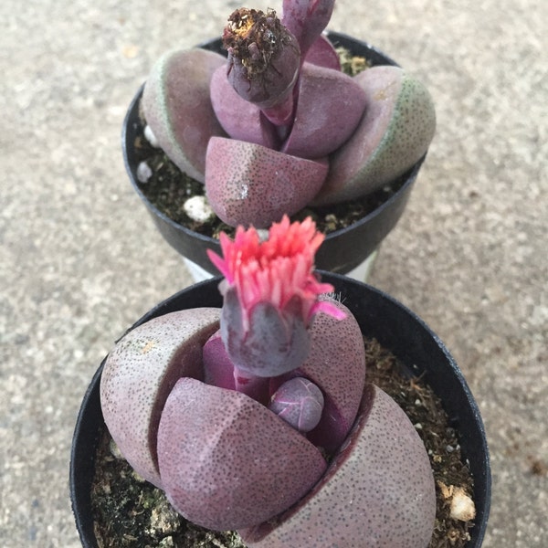 Beautiful Pleiospilos nelii 'royal flush' purple succulent mimicry plant