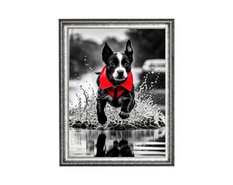 May include: Black and white photo of a dog wearing a red collar running through water. The dog is in focus and the water is blurred.