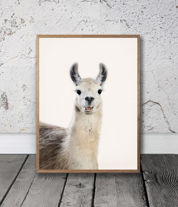 Fashion Llama Vintage Chic Funny Animals Quality Canvas Print A3
