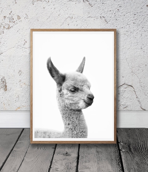 Llama Print Baby Llama Photo Digital Download Black and | Etsy