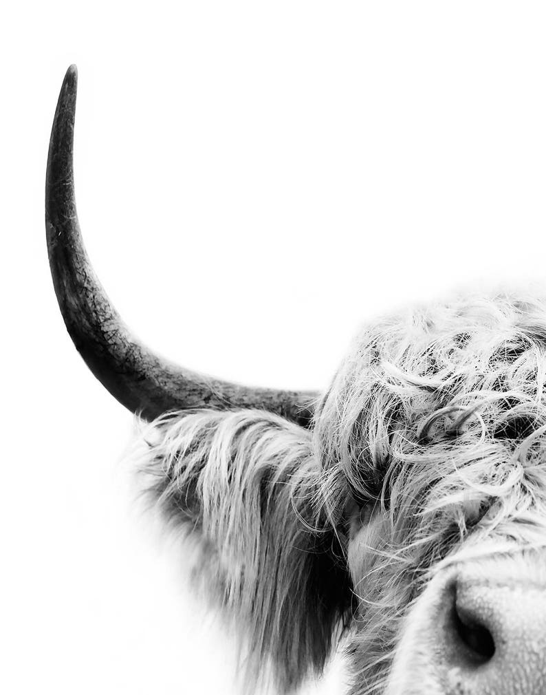 Highland Cow Print Farm Animal Wall Art, Digital Download, Cow Poster, Cattle Photography, Animal Portrait, Black And White, Farm Nursery image 3