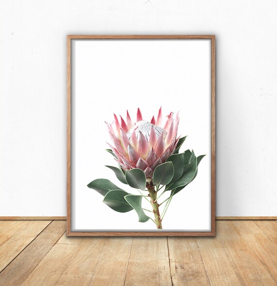 Art Print A4 Terracotta King Protea - Typoflora