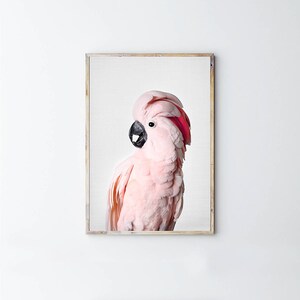 Pink Cockatoo, Prints, Cockatoo Bird, Digital Download, Gallah Wall Art, Printable, Tropical Print, Pink Wall Art, Australia, image 3