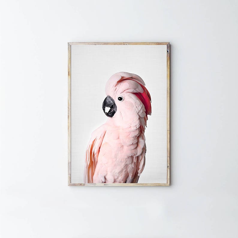 Pink Cockatoo, Prints, Cockatoo Bird, Digital Download, Gallah Wall Art, Printable, Tropical Print, Pink Wall Art, Australia, image 3