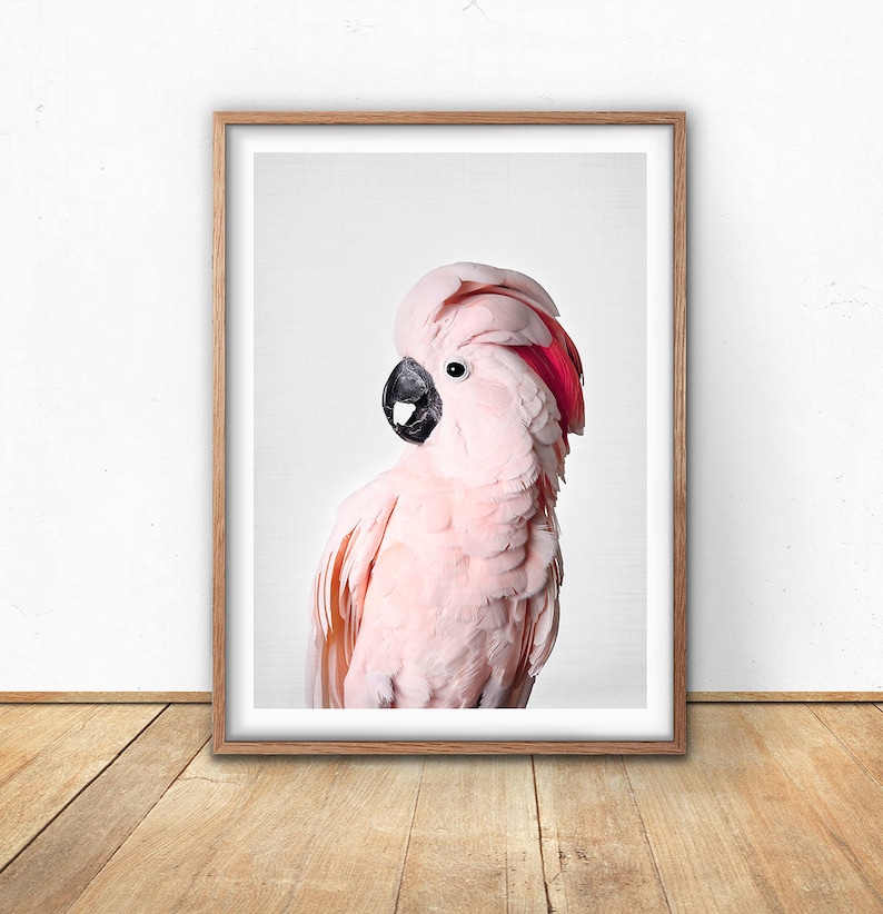 Pink Cockatoo, Prints, Cockatoo Bird, Digital Download, Gallah Wall Art, Printable, Tropical Print, Pink Wall Art, Australia, image 1