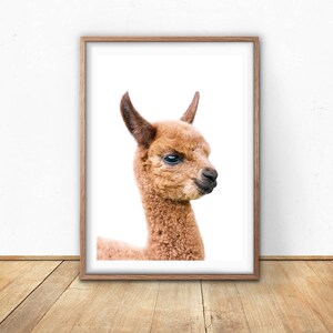 Baby Llama Print Printable Nursery Art Digital Download - Etsy