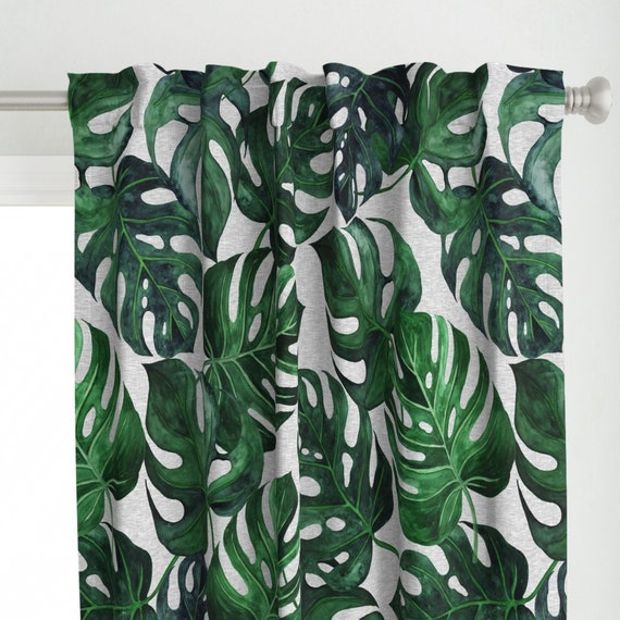 philodendron prince 4
