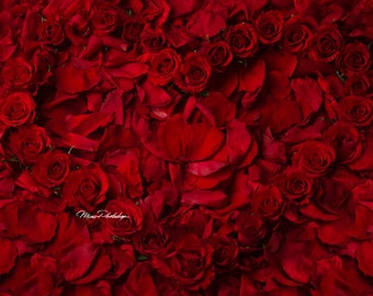 PSD & JPG Heart of Roses Digital Background, Newborn Digital Backdrop, with special brush set for Photoshop