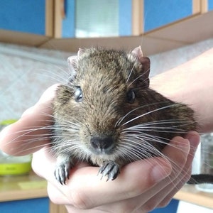 Crochet degu interior doll Pet memorial Loss of pet lover Degu owner gift for rodent lovers plush Pet sympathy gift image 9