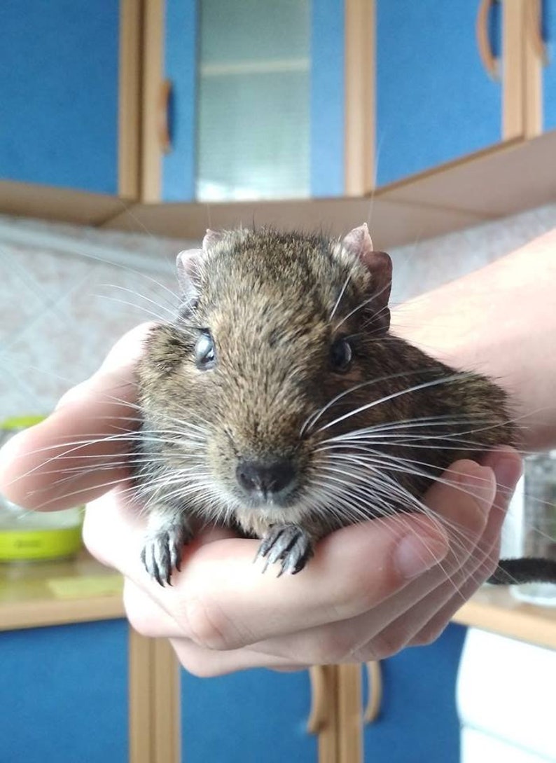 Crochet degu interior doll Pet memorial Loss of pet lover Degu owner gift for rodent lovers plush Pet sympathy gift image 9