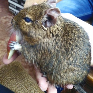 Crochet degu interior doll Pet memorial Loss of pet lover Degu owner gift for rodent lovers plush Pet sympathy gift image 8