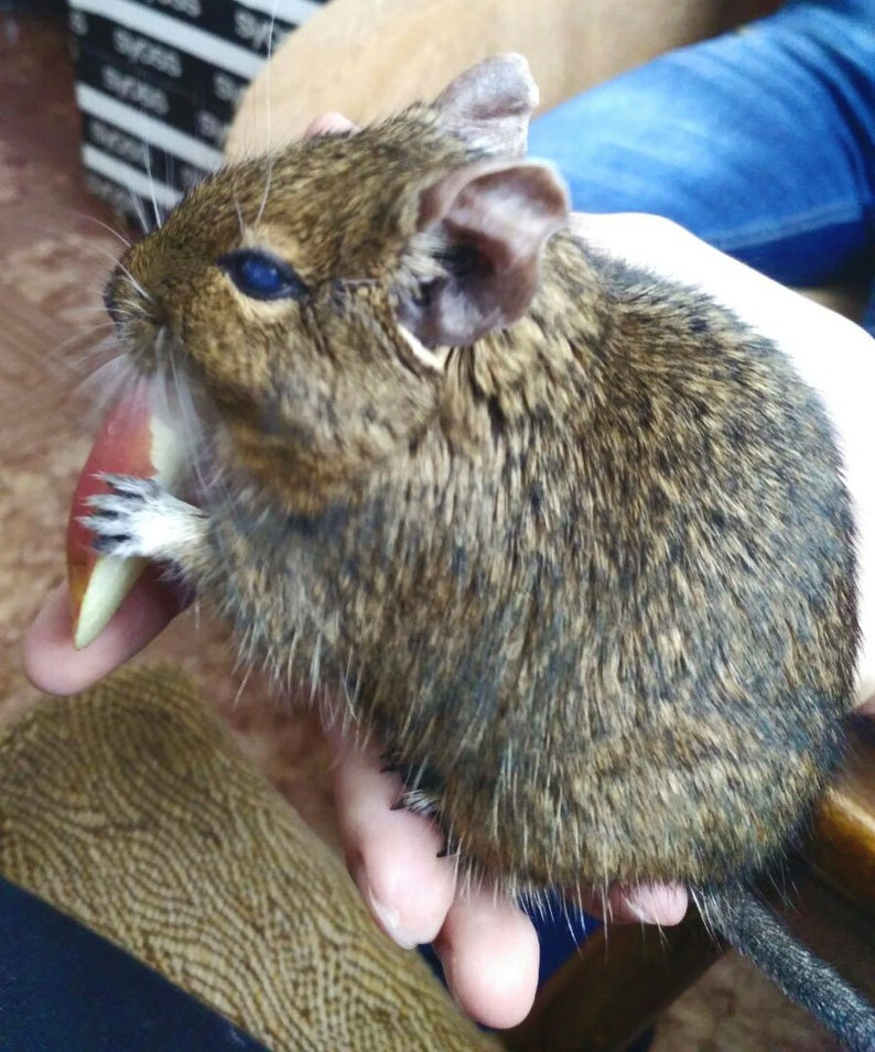 Crochet degu interior doll Pet memorial Loss of pet lover Degu owner gift for rodent lovers plush Pet sympathy gift image 8