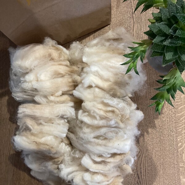 Unwashed raw Bowmont Merino shearling fleece. Rare breed wool. Supersoft wool. Great for spinners.