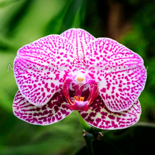 Hawaiian Phalaenopsis Orchid