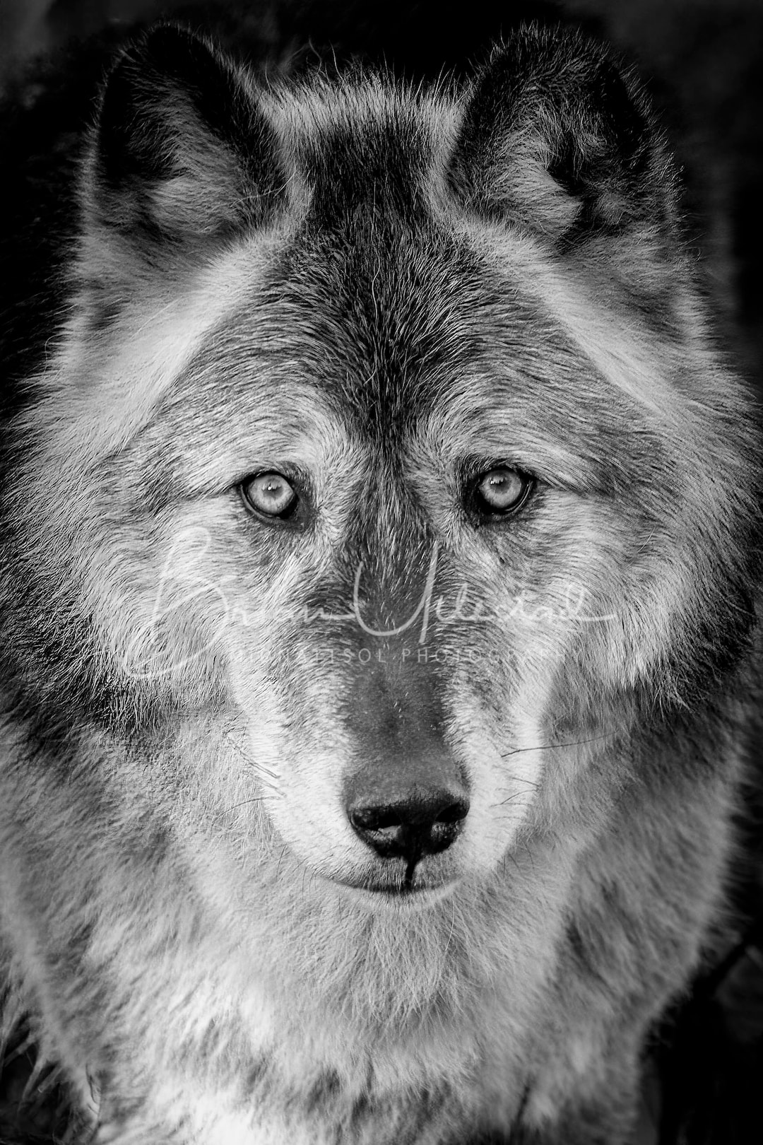 restocks wolf grey