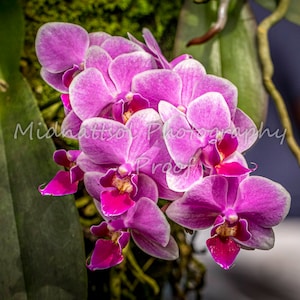 Hawaiian Phalaenopsis Orchid 8&quot;x8&quot; print