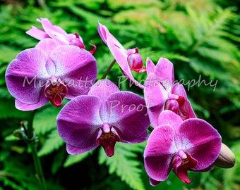 Hawaiian Phalaenopsis Orchid