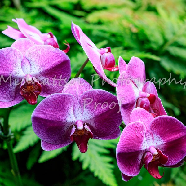 Hawaiian Phalaenopsis Orchid