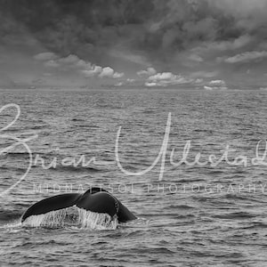 New England Whale staart