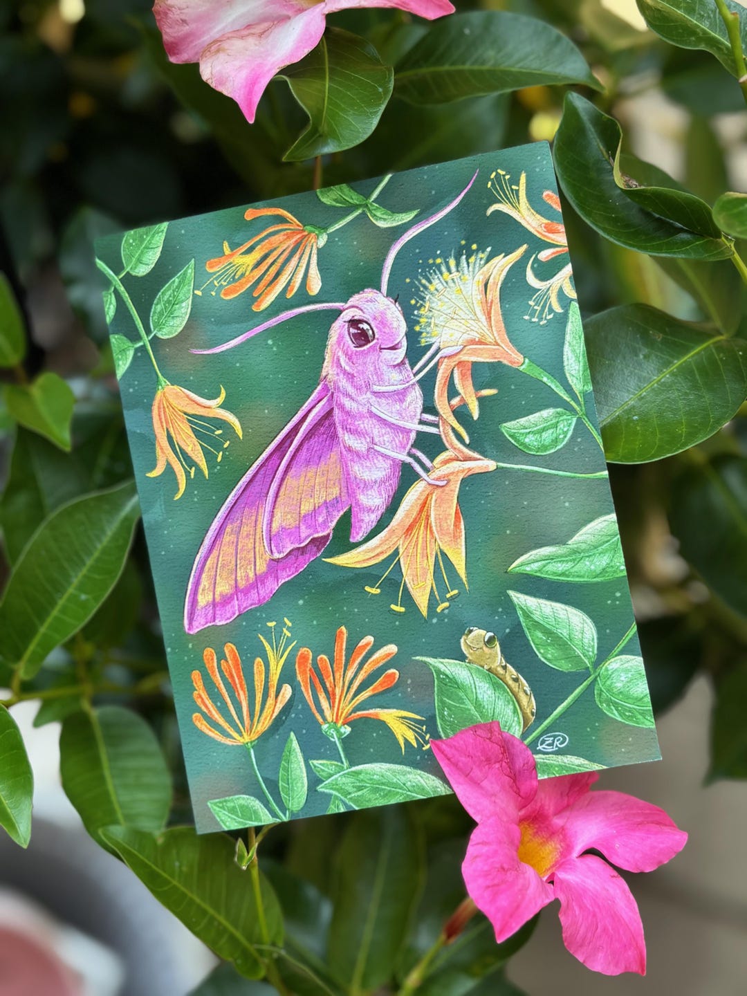 Elephant Hawk Moth Card: Caterpillar & Honeysuckle Botanical Art - Etsy