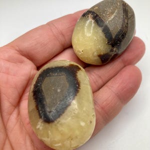 Septarian Dragon Stone palm stone