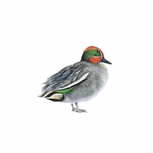 Teal Eurasiático コガモ