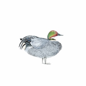 O Pato Falcado　ヨシガモ