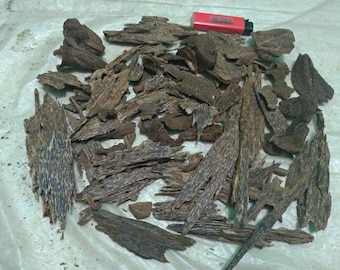 Malinau wild agarwood.