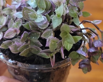 Pink Var Turtle Vine Plant: 4 Inch Callisia Repens, Easy-Care Trailing Plants