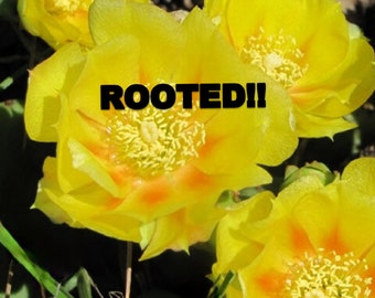 Rare Rooted Eastern Prickly Pear Cactus: Cold Hardy Yellow Blooms, Native Opuntia Plant