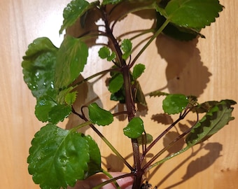 Swedish Ivy aka Creeping Charlie live houseplant- glossy leaf variety