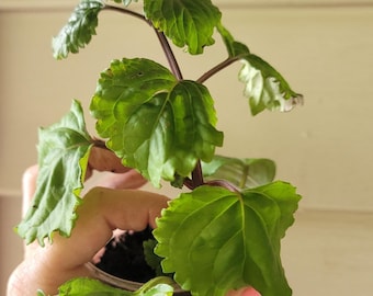 Swedish Ivy Creeping Charley - Balcony Plant - heirloom live rooted hanging house plants
