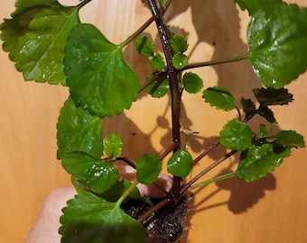 Swedish Ivy Creeping Charlie - Balcony Plant - heirloom live rooted house plants