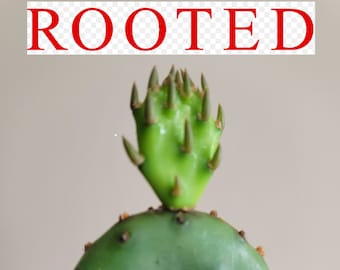 Rooted Eastern Prickly Pear 4" - perennial, prolific blooms, Opuntia Humifusa, fast grow, easy care, very cold hardy mother day gift