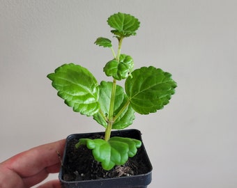 Sale! Sweden Ivy Creeping Charlie - glossy leaf- live rooted house plant- creep charley swedish garden gift idea mother day